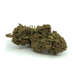 Fleur de CBD Harlequin