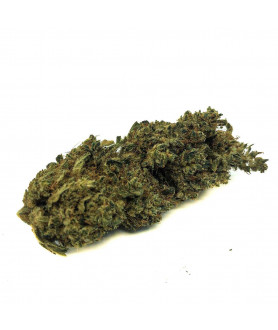 Fleur de CBD Orange Bud