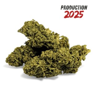 fleur-de-cbd-banana-smash-greenhouse-4