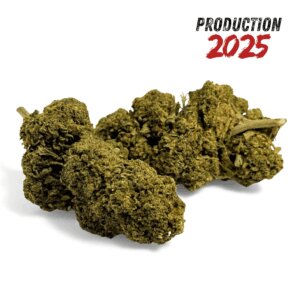 fleur-de-cbd-black-mamba-greenhouse-4