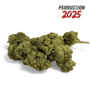 fleur-de-cbd-grape-gas-greenhouse-5