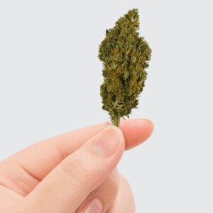 fleur-de-cbd-sherbet-2