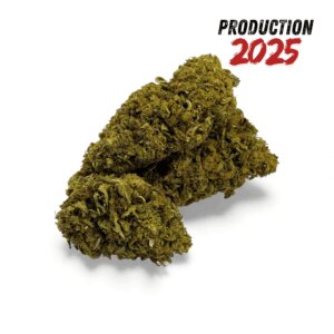 fleur-de-cbd-sour-lime-haze-greenhouse-4