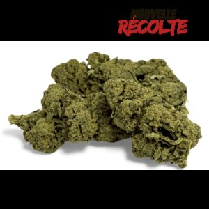 fleur-de-cbd-candy-kush-greenhouse-5
