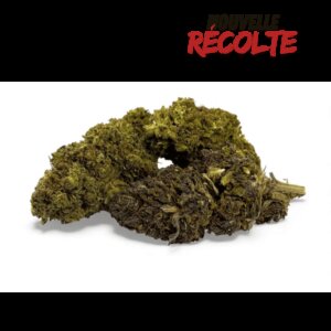 fleur-de-cbd-mandarine-haze-greenhouse-5