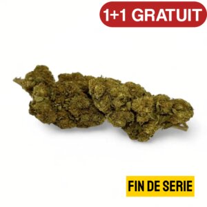 fleur-de-cbd-strawberry-haze-greenhouse-4